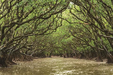 マングローブ林